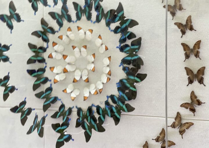 2024 11 08 Zeperito Wonderland