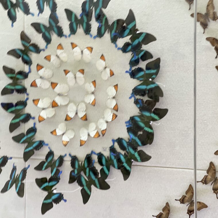 2024 11 08 Zeperito Wonderland