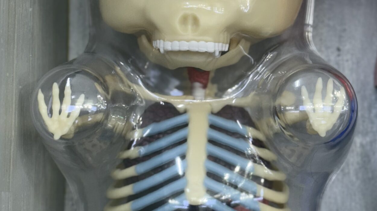 2024 11 30 Zeperito Wonderland