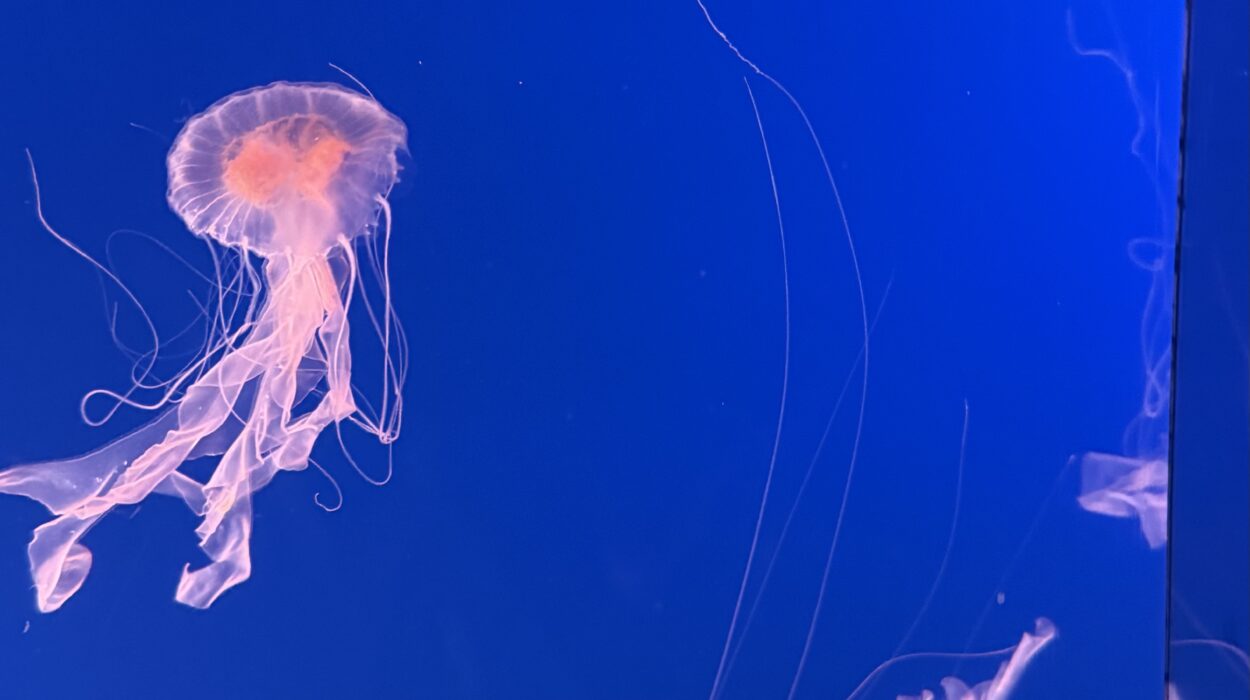 2025 01 01 Zeperito Wonderland