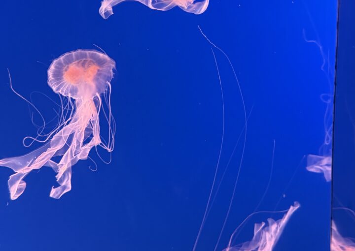 2025 01 01 Zeperito Wonderland