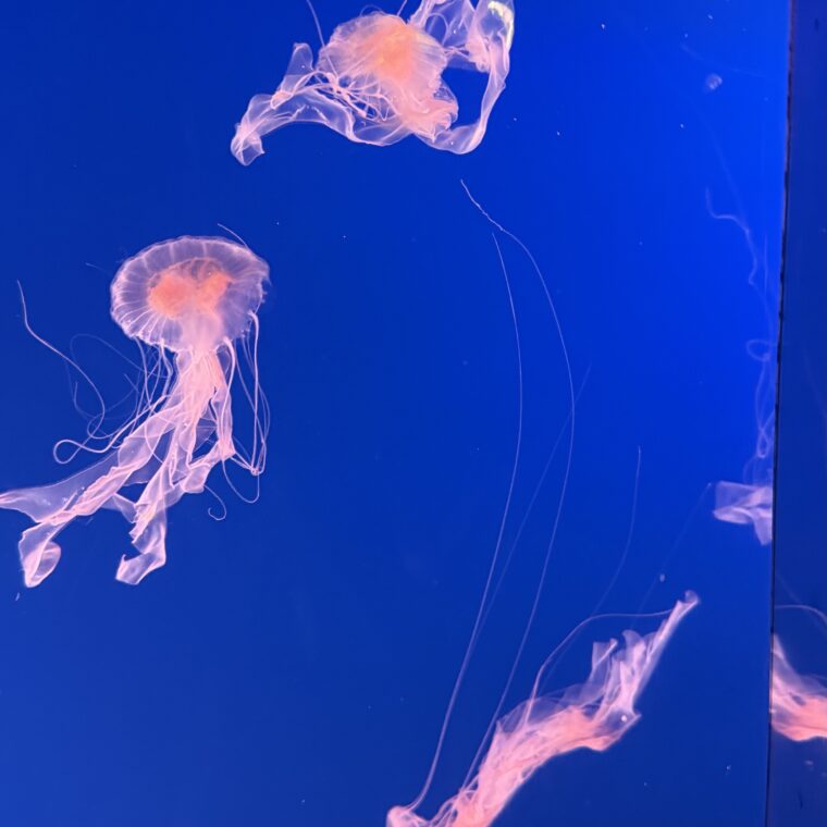 2025 01 01 Zeperito Wonderland