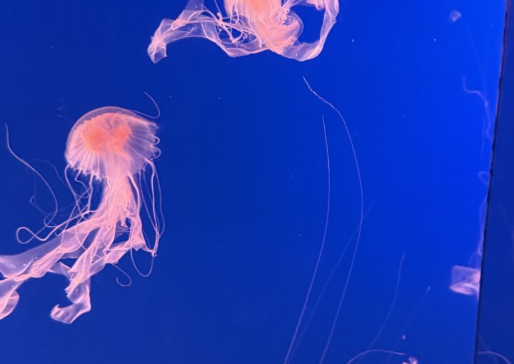 2024 12 31 Zeperito Wonderland