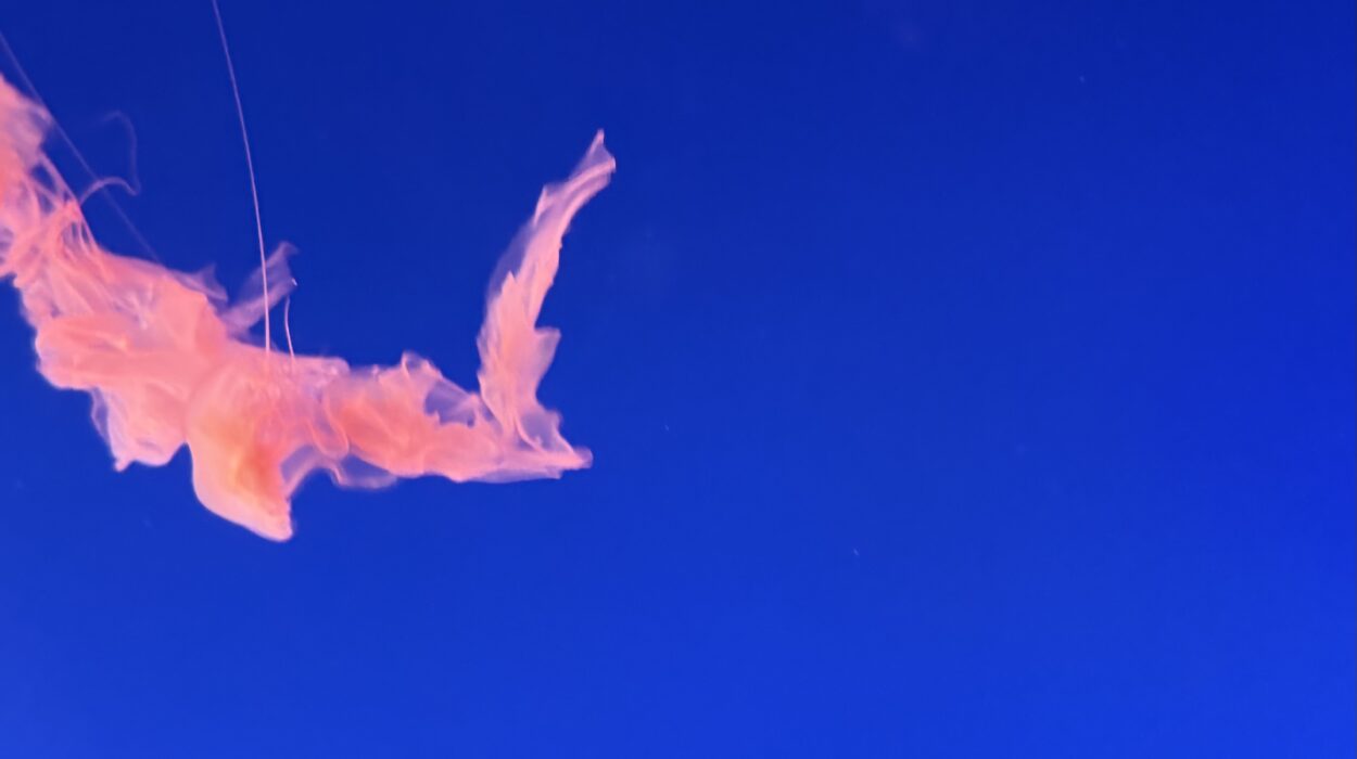 2024 12 30 Zeperito Wonderland