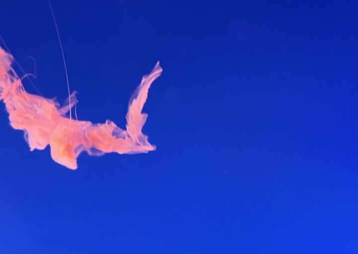 2024 12 30 Zeperito Wonderland