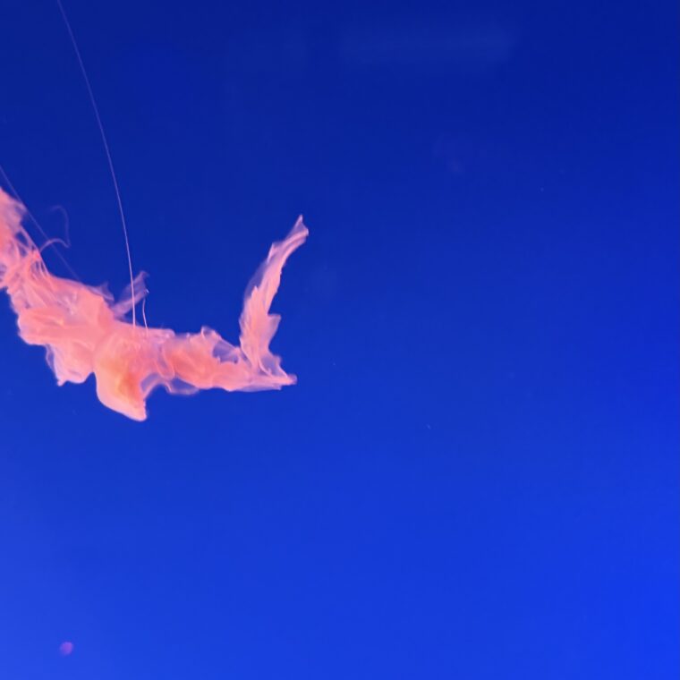 2024 12 30 Zeperito Wonderland