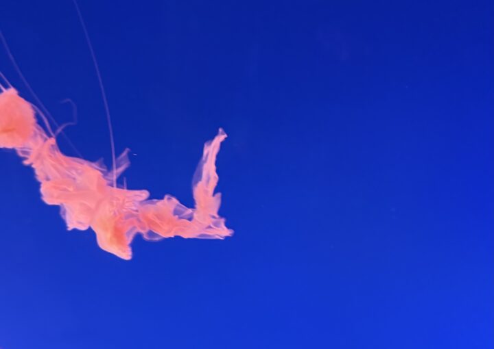 2024 12 28 Zeperito Wonderland