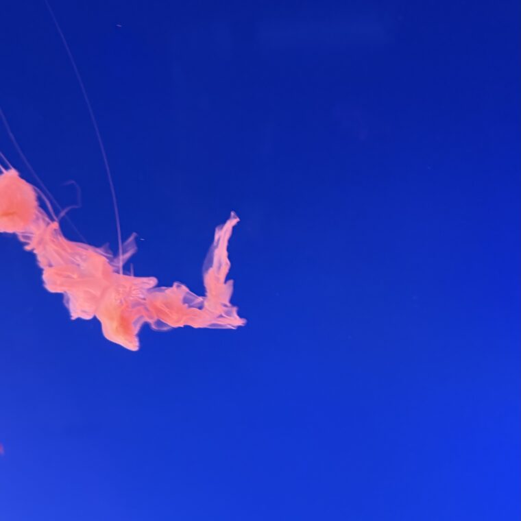 2024 12 28 Zeperito Wonderland