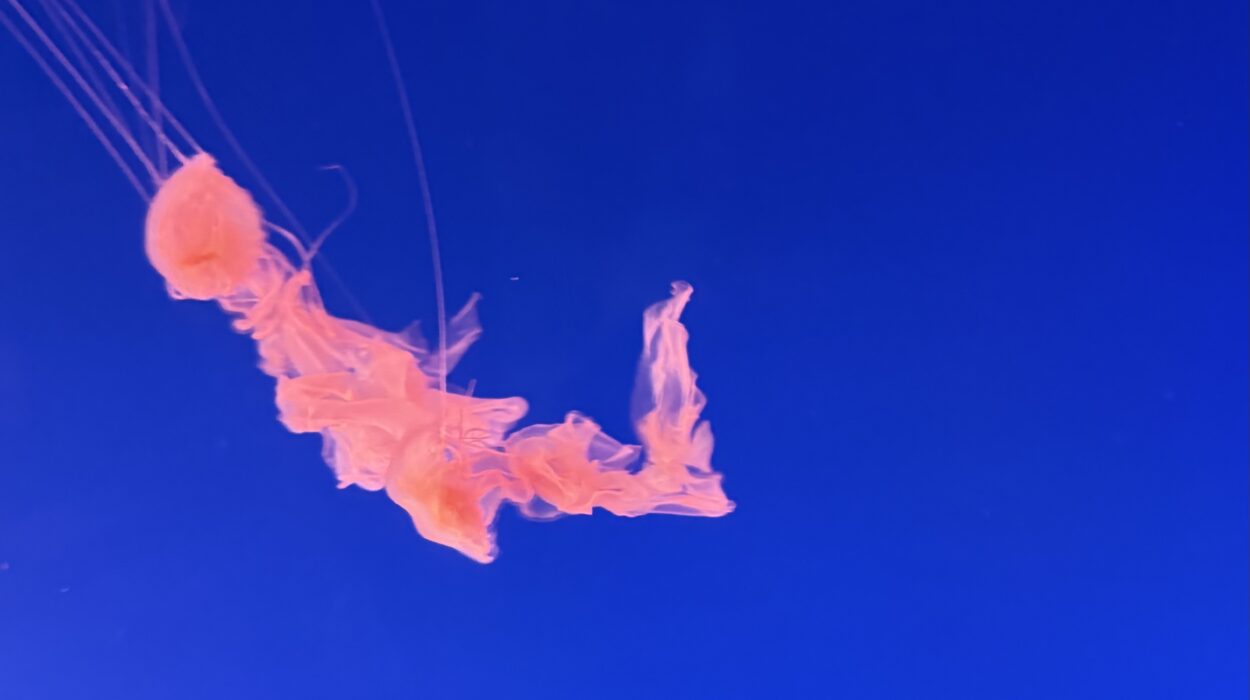 2024 12 29 Zeperito Wonderland