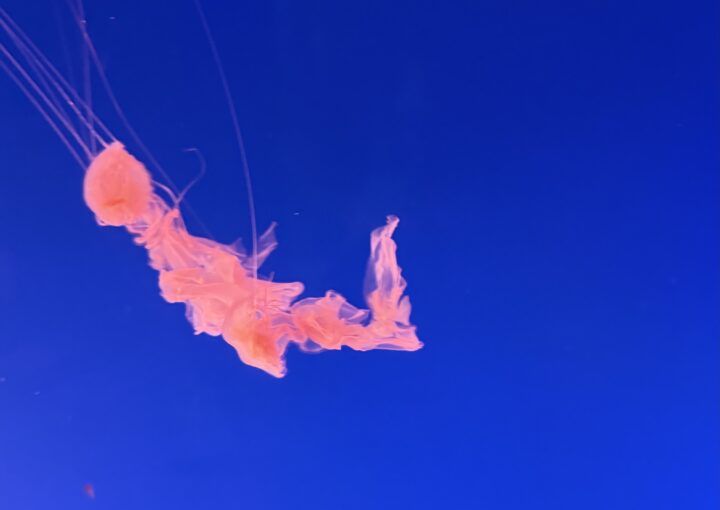 2024 12 29 Zeperito Wonderland