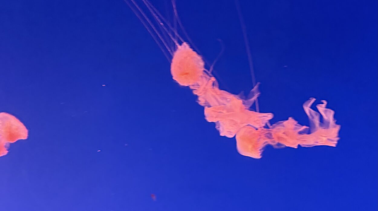 2024 12 27 Zeperito Wonderland