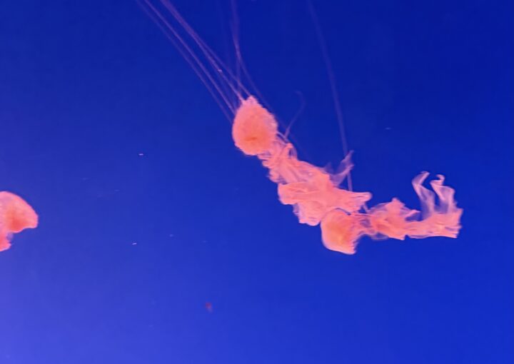 2024 12 27 Zeperito Wonderland