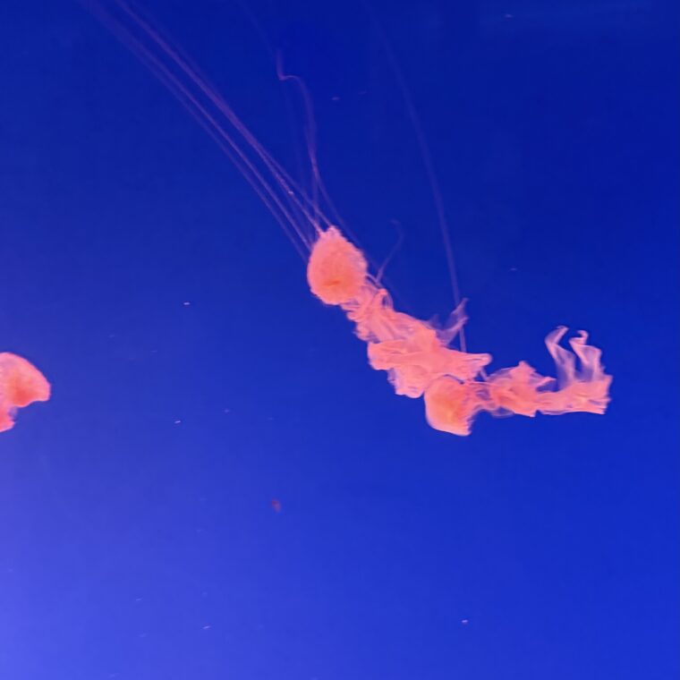 2024 12 27 Zeperito Wonderland