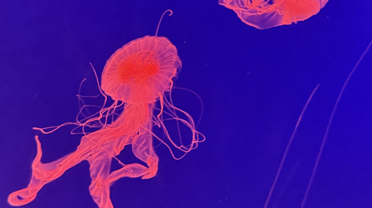 2024 12 26 Zeperito Wonderland