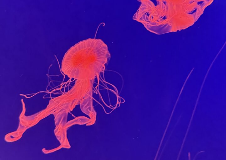 2024 12 26 Zeperito Wonderland