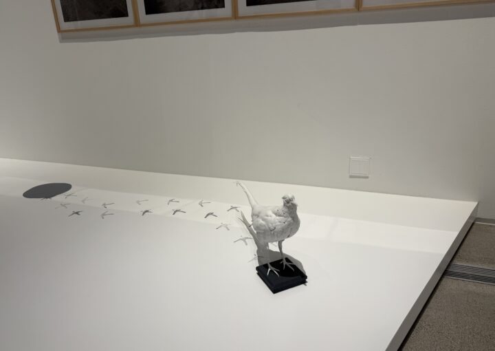 2024 12 05 Zeperito Wonderland