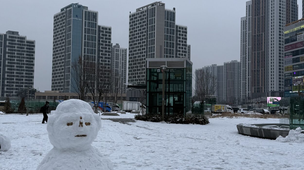 2025 01 10 Zeperito Wonderland