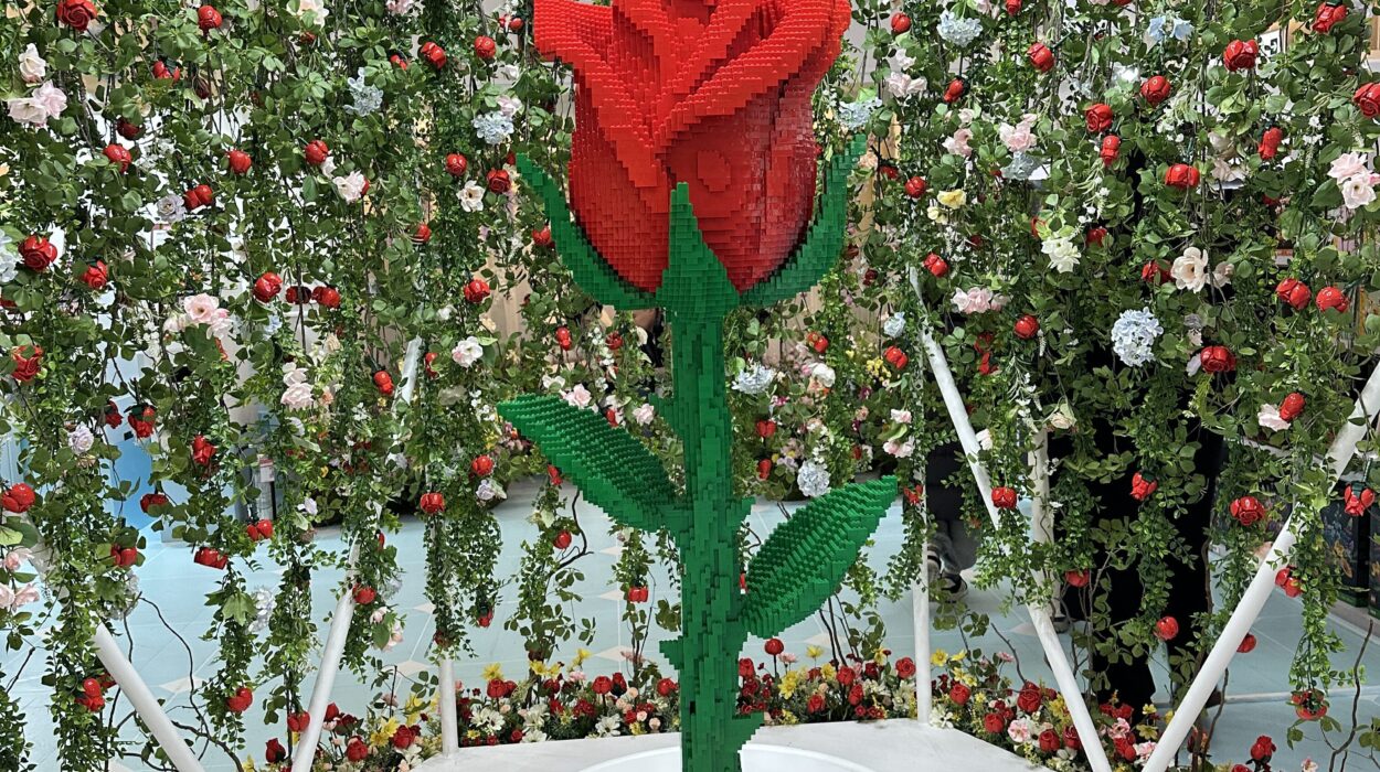 2025 02 16 Zeperito Wonderland